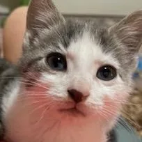 A baby medium-sized female Gray & White Domestic Short Hair cat named Connie for adoption in Germansville, PA