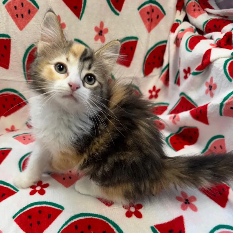 Peaches