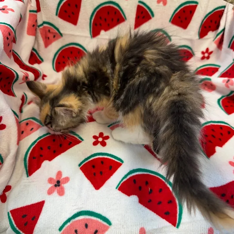Peaches thumbnail 2