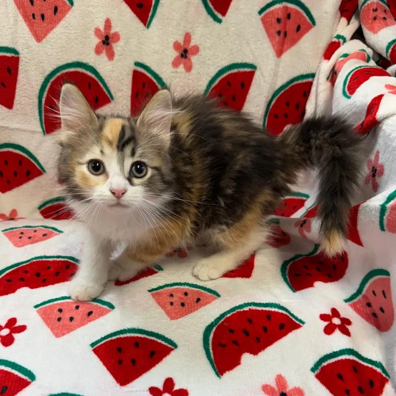 Peaches thumbnail 3
