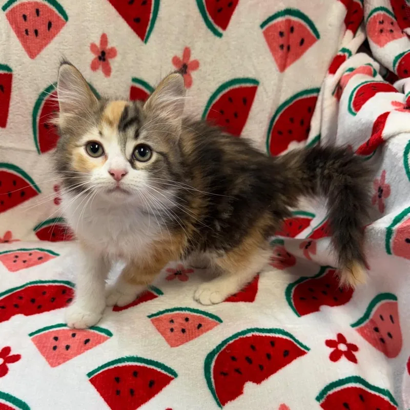 Peaches thumbnail 4