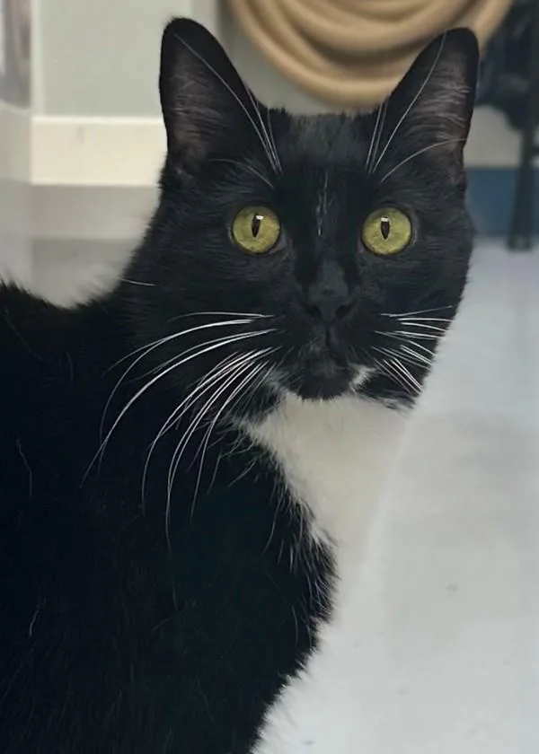An adult medium-sized female Domestic Short Hair cat named Shadow for adoption in Skillman, NJ