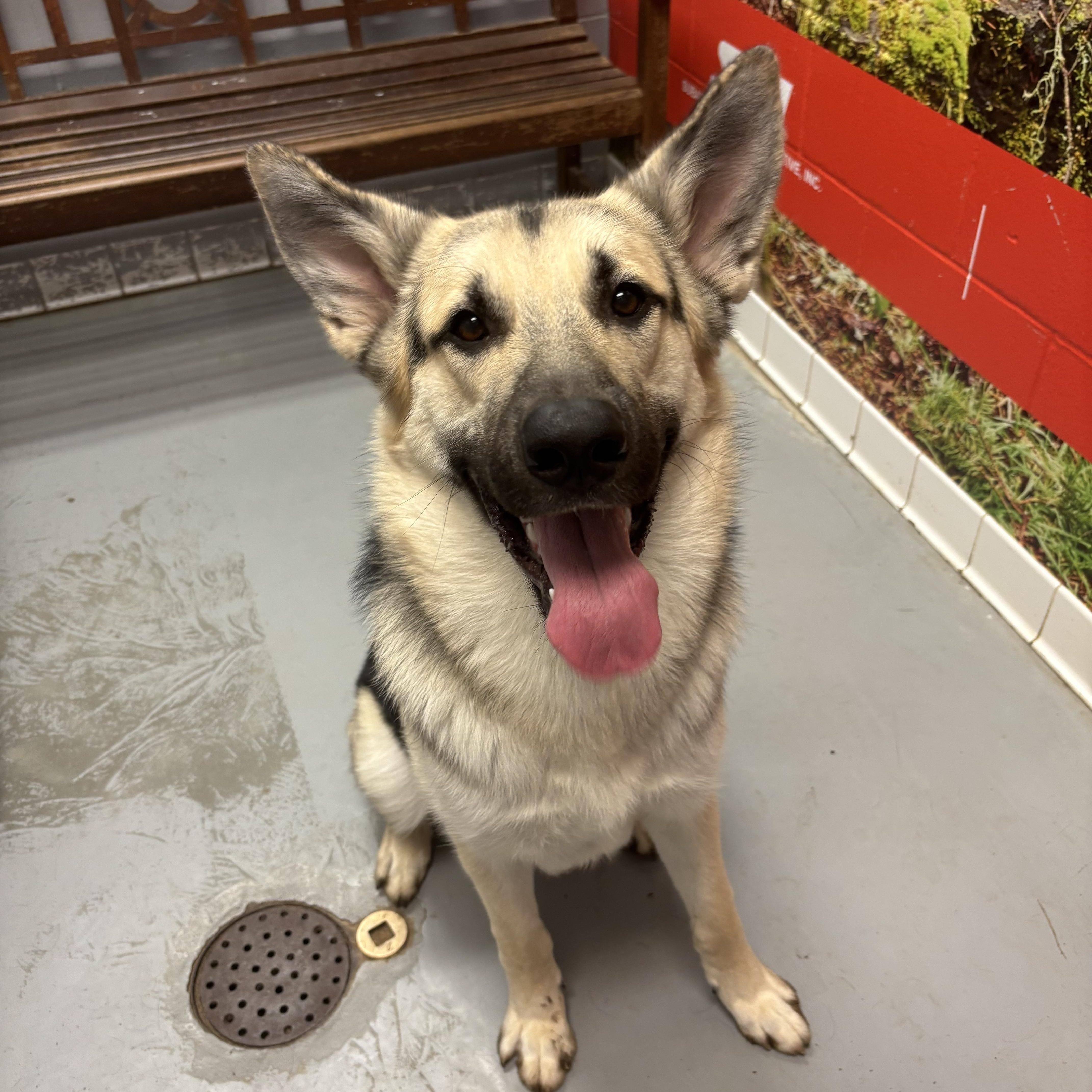 A young large-sized male Yellow / Tan / Blond / Fawn German Shepherd Dog dog named Axel for adoption in Lafayette, IN