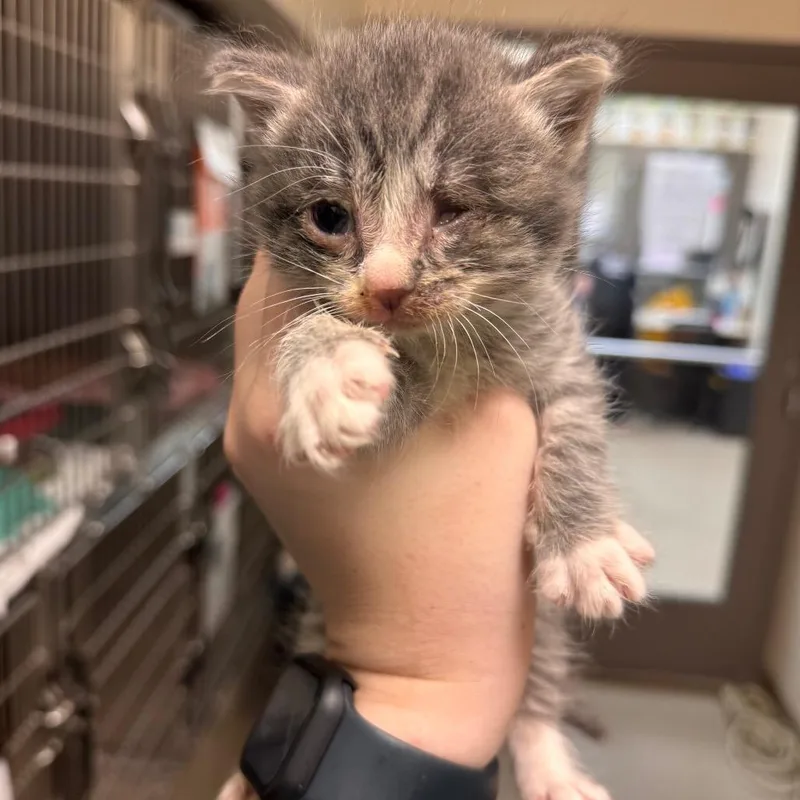A baby small-sized male Gray / Blue / Silver Domestic Short Hair cat named Casino for adoption in Lynchburg, VA