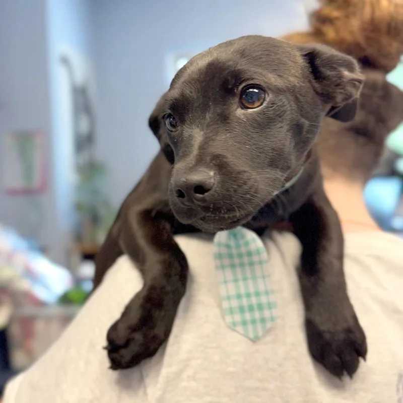 A baby small-sized male Black Mixed Breed dog named Eagle for adoption in Hendersonville, NC