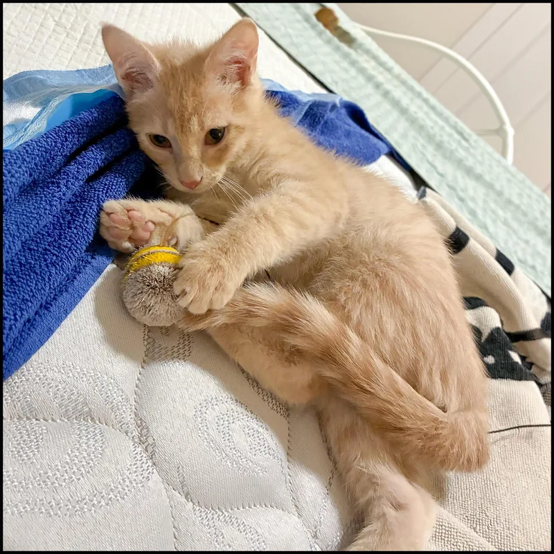 A young medium-sized male Orange / Red Domestic Short Hair cat named Dodge for adoption in Roswell, GA