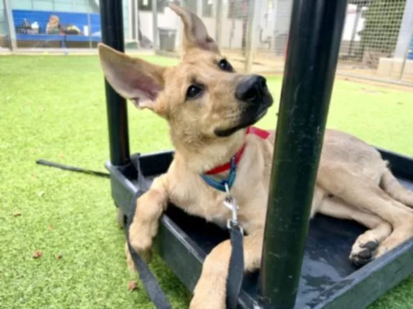 A young medium-sized male German Shepherd Dog dog named Nico for adoption in Chatsworth, CA