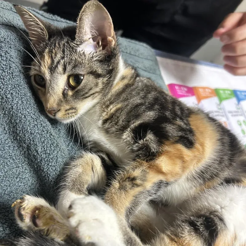 Pequena