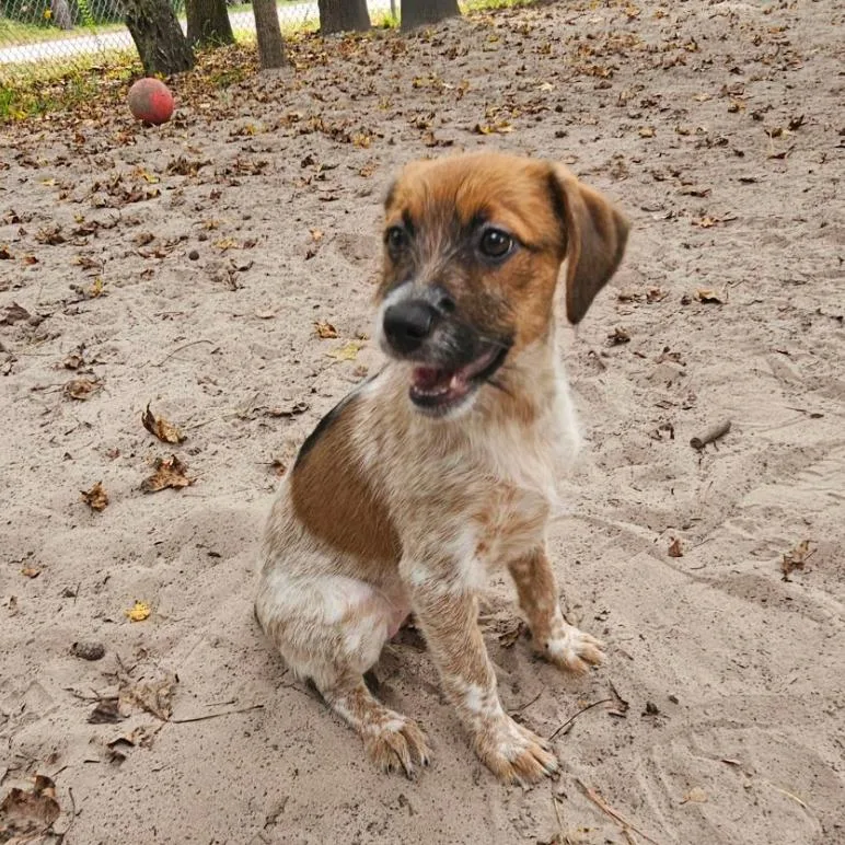 A baby small-sized female Mixed Breed dog named Camella for adoption in Middleburg, FL