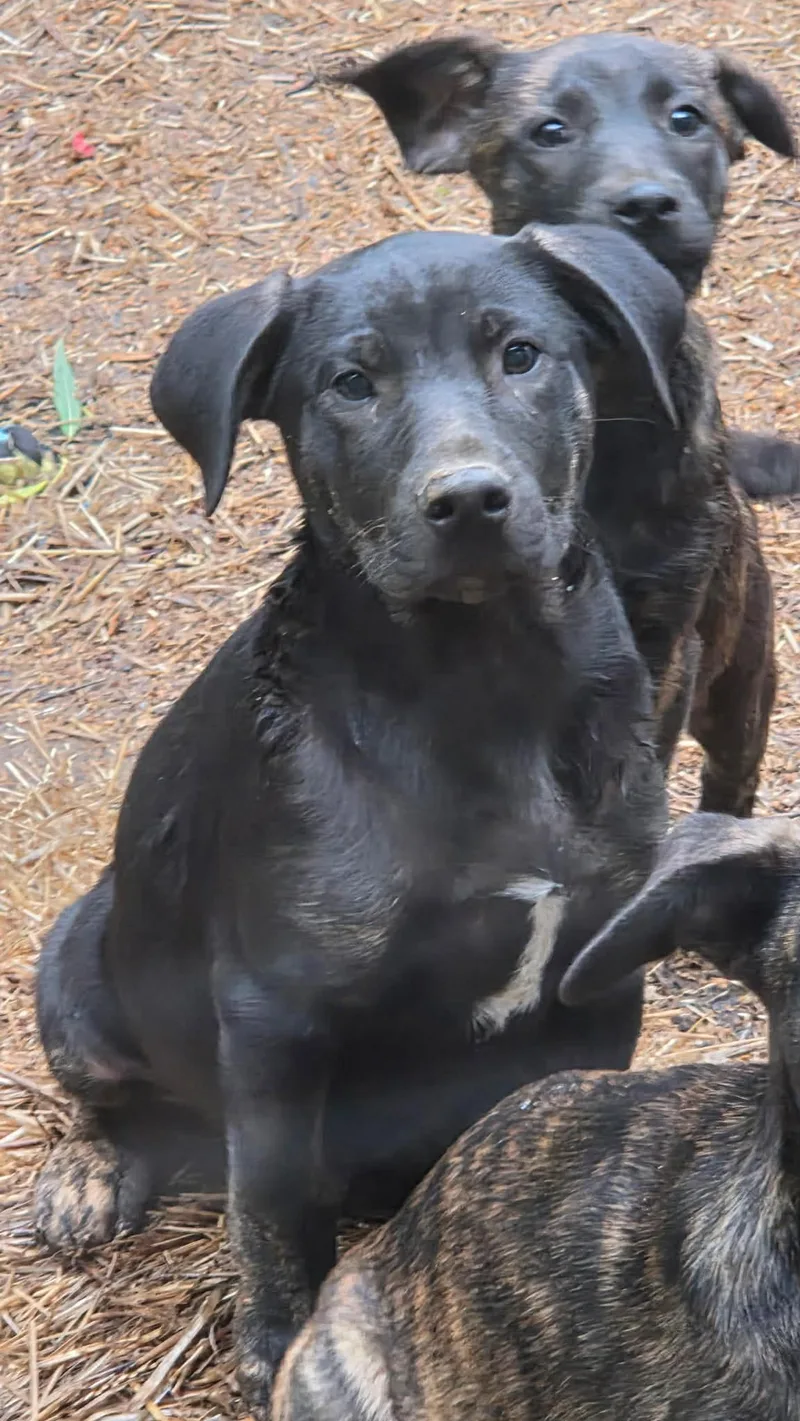 A baby medium-sized male Black Labrador Retriever dog named Seis for adoption in Watertown, CT