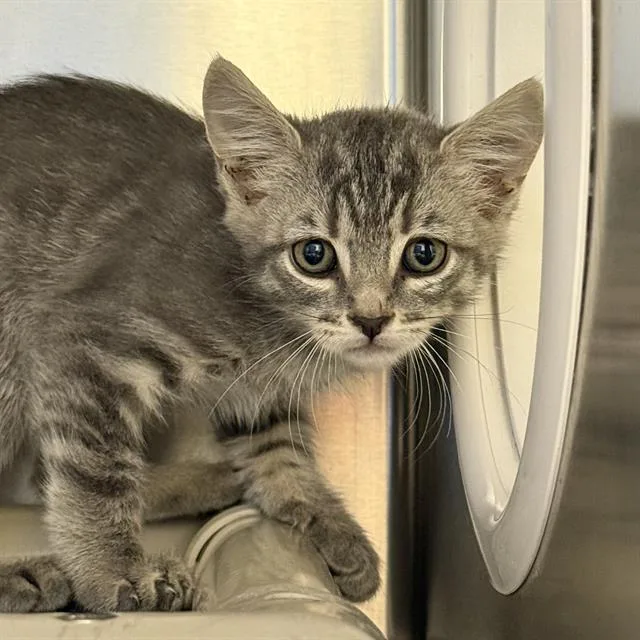 A baby small-sized male Domestic Short Hair cat named Linus for adoption in Las Vegas, NV
