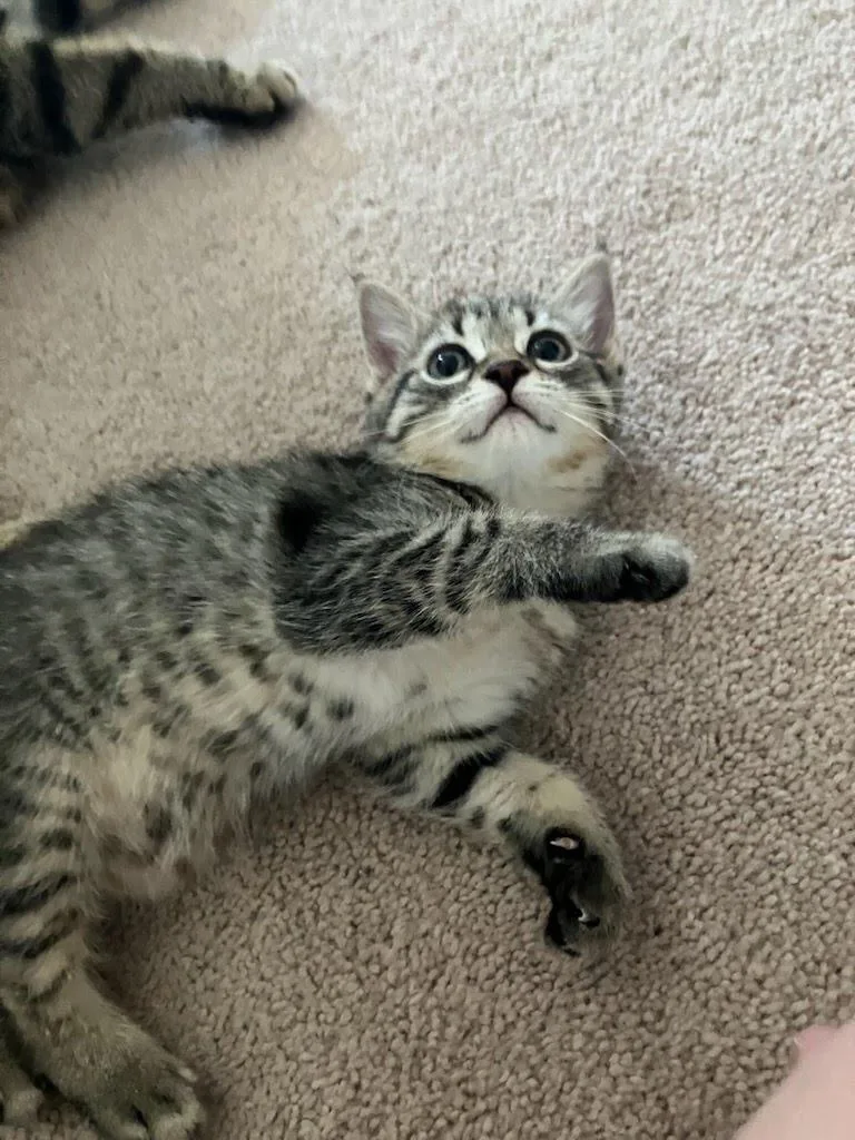 A baby medium-sized female Domestic Short Hair cat named Tadpole for adoption in Parkville, MD