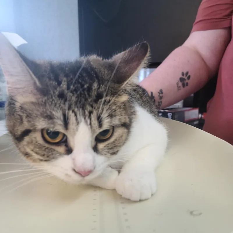 A young medium-sized female White Domestic Short Hair cat named Desi for adoption in Russellville, KY