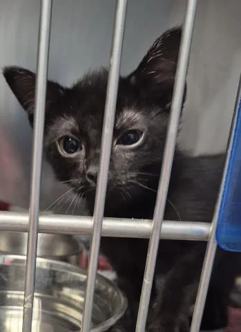 A baby small-sized male Domestic Short Hair cat named Vader for adoption in Decatur, IL