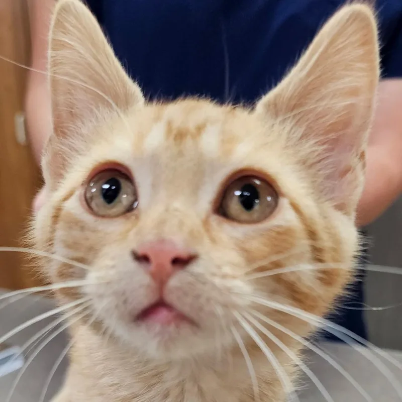 A baby medium-sized male Tabby (Orange / Red) Tabby cat named Spark Plug for adoption in Dickinson, ND
