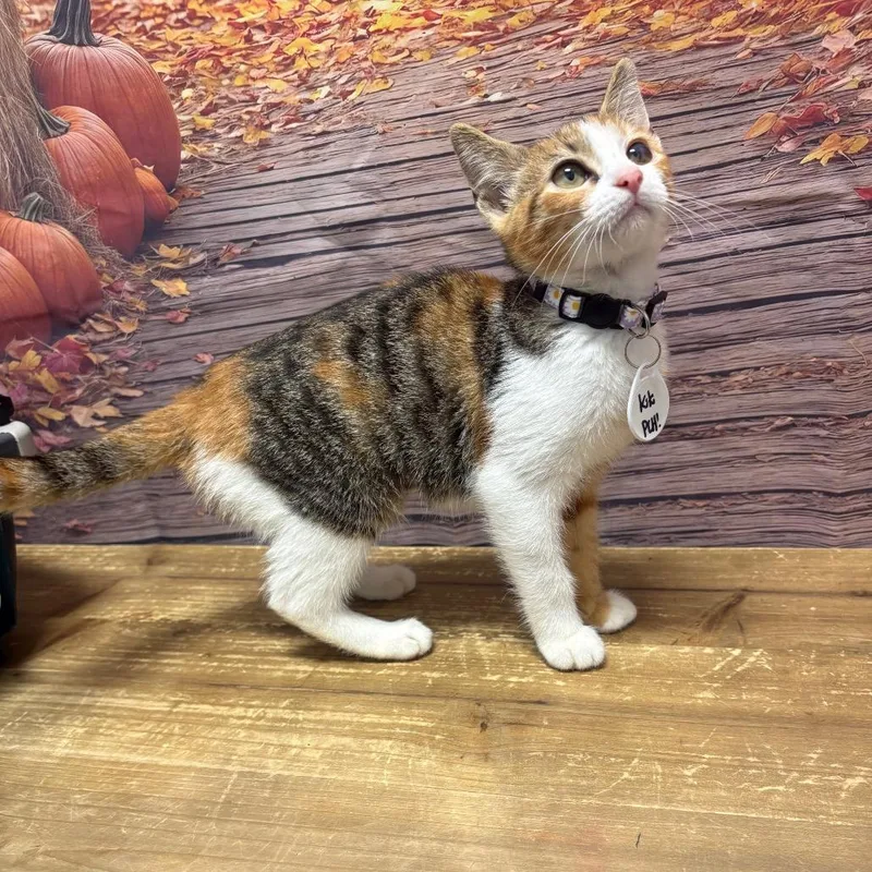 A baby small-sized female Domestic Medium Hair cat named Kiki for adoption in Normal, IL