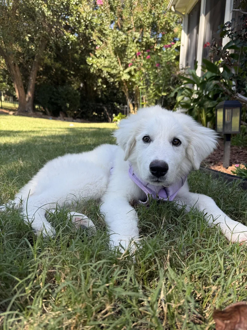 A baby extra large-sized male Great Pyrenees dog named Sampson for adoption in Holly Springs, NC