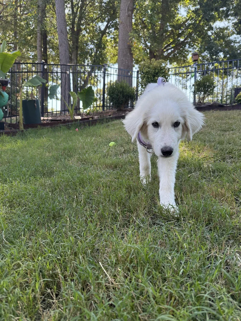 Sampson thumbnail 2