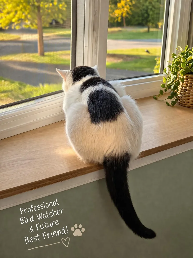 Elmergentle Companion thumbnail 5