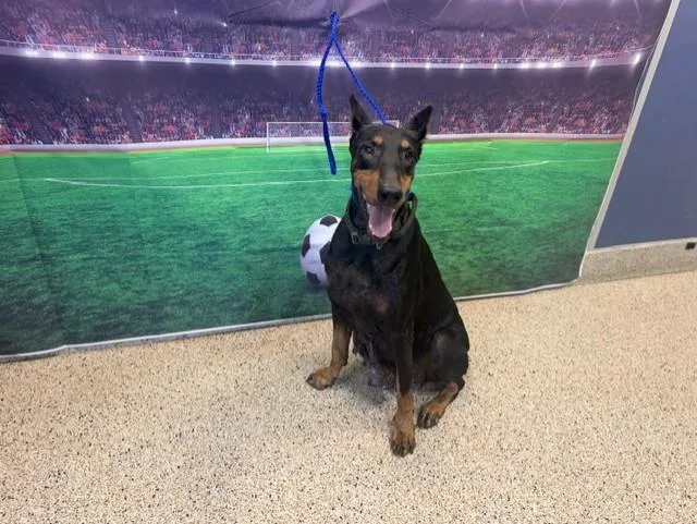 An adult large-sized female Doberman Pinscher dog named Sasha for adoption in Miami, FL