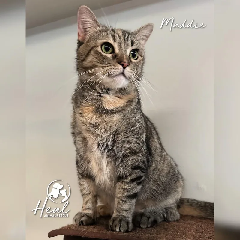 An adult medium-sized female Gray / Blue / Silver Domestic Short Hair cat named Maddie for adoption in Youngwood, PA