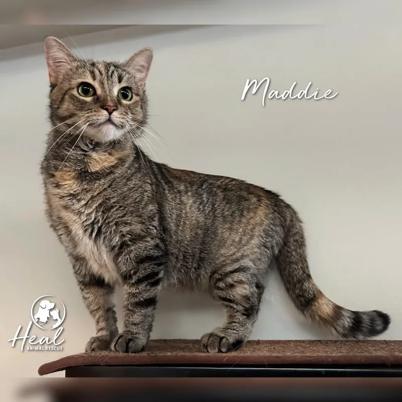 Maddie thumbnail 2