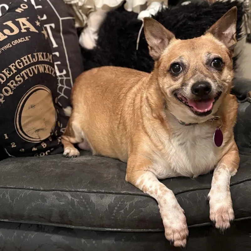 An adult medium-sized female Red / Chestnut / Orange Chihuahua dog named Fanny for adoption in Brooklyn, NY