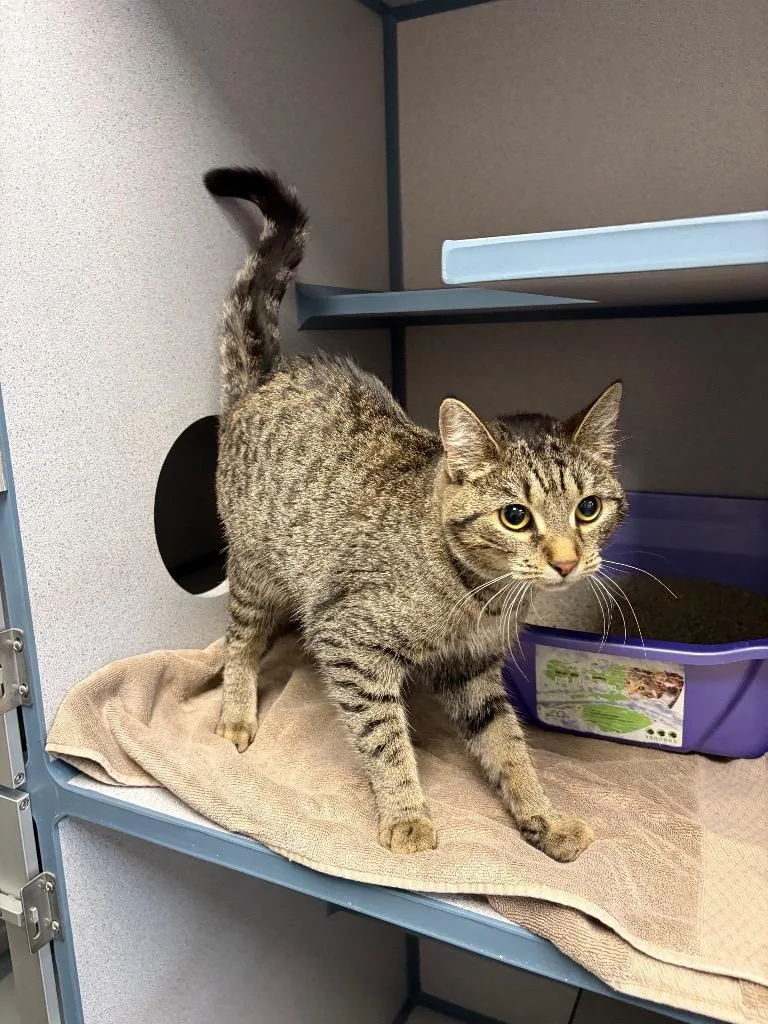 A young large-sized female Domestic Short Hair cat named Paula Red for adoption in Liverpool, NY
