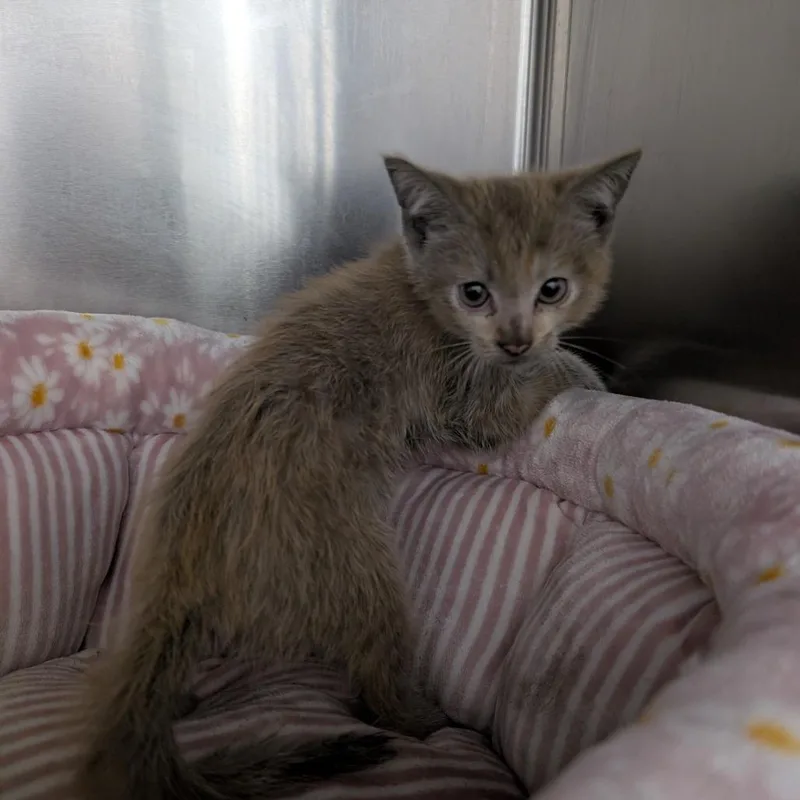 A baby small-sized male Orange / Red Domestic Short Hair cat named Crumb for adoption in Long Beach, CA