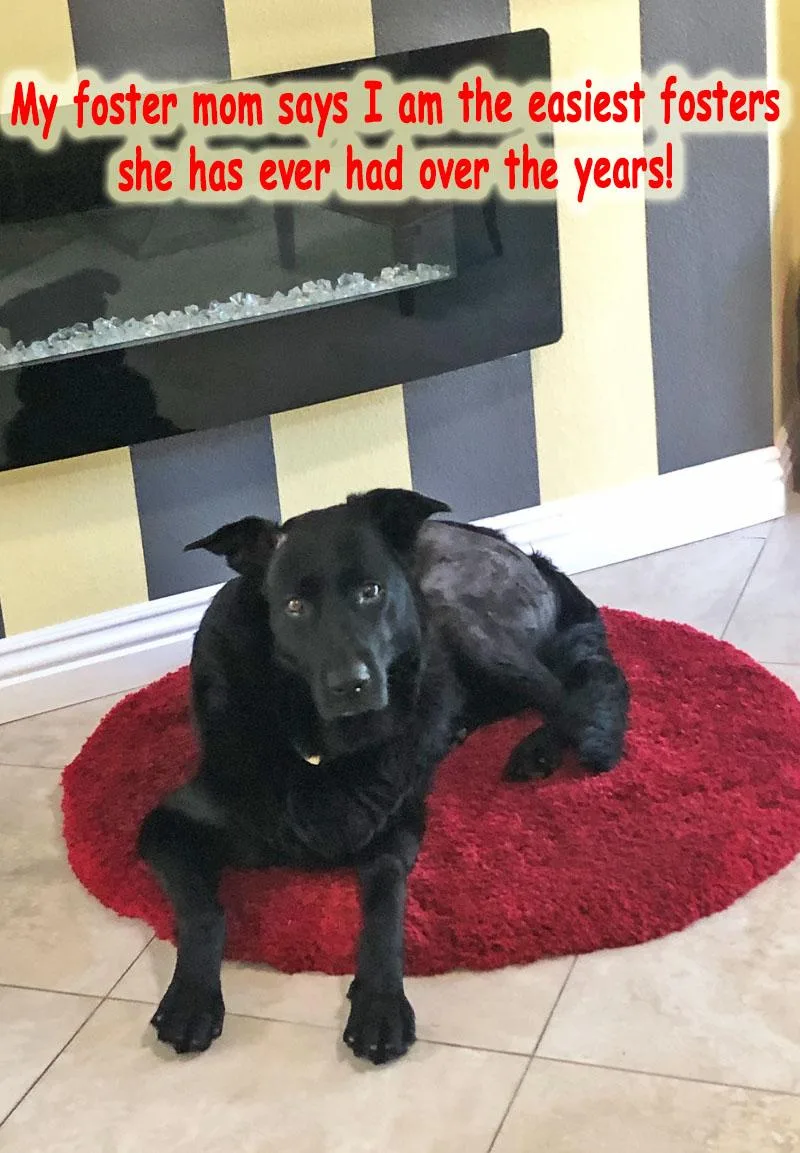 A young large-sized female Black Labrador Retriever dog named Loba von Lingen for adoption in Los Angeles, CA