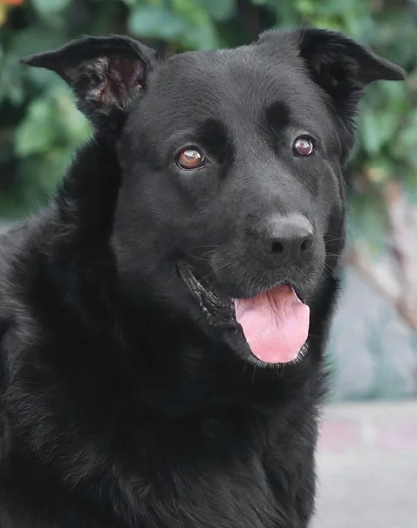 Loba von Lingen thumbnail 5