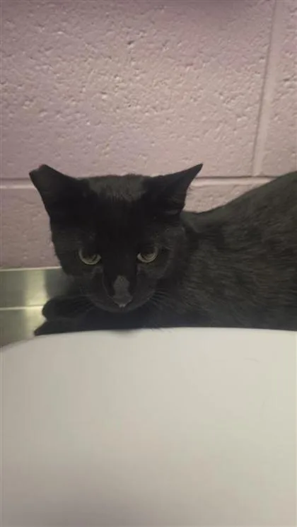 An adult medium-sized male Black Domestic Short Hair cat named 61445565 for adoption in El Paso, TX