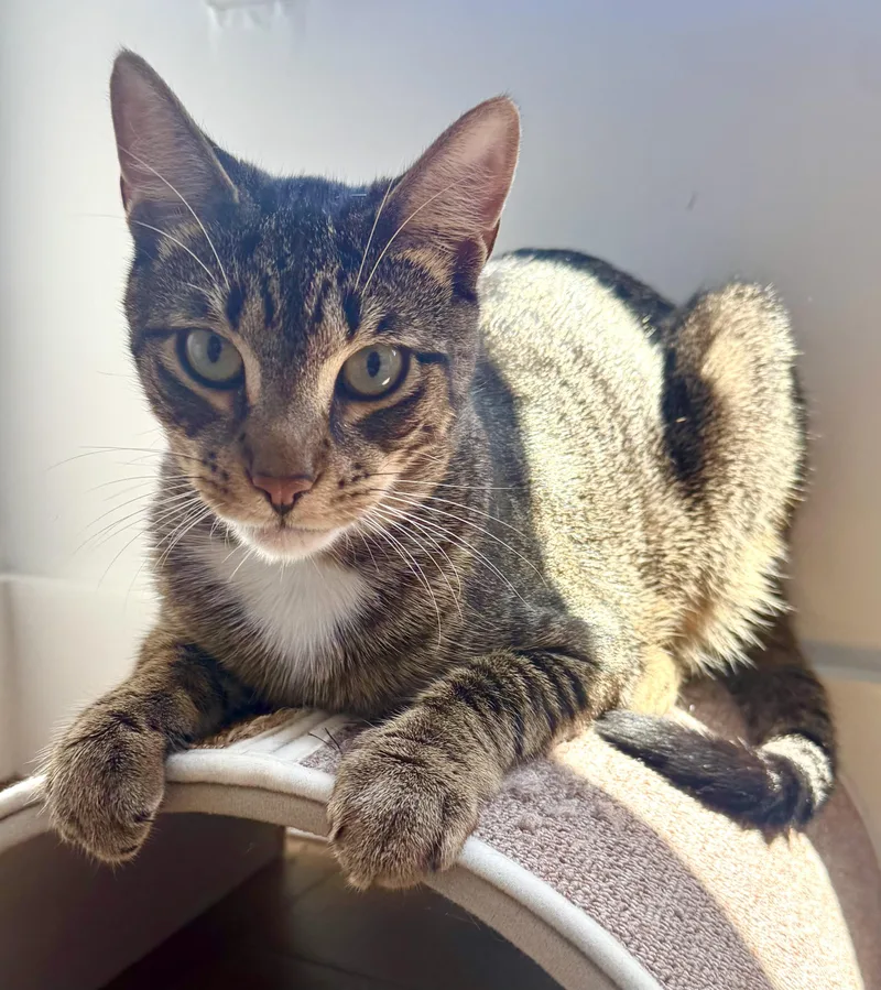 A young medium-sized male Brown / Chocolate Domestic Short Hair cat named Brownstone Toby for adoption in Red Bank, NJ