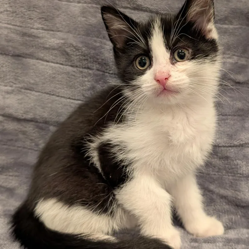 A baby small-sized female Gray / Blue / Silver Domestic Short Hair cat named Oreo for adoption in Oceanside, NY