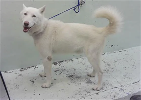 A young large-sized male Siberian Husky dog named Kasper for adoption in Houston, TX