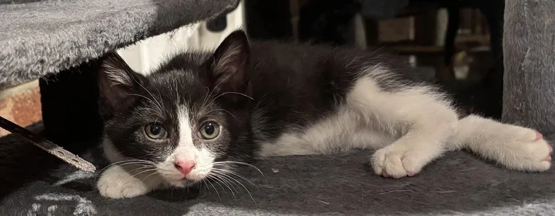 A baby medium-sized male Black & White / Tuxedo Domestic Medium Hair cat named Jameson for adoption in Johnson City, TN