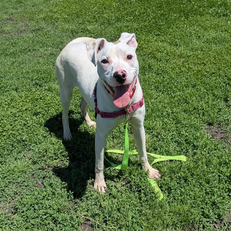 A young medium-sized male White / Cream Pit Bull Terrier dog named Fin for adoption in Tulsa, OK