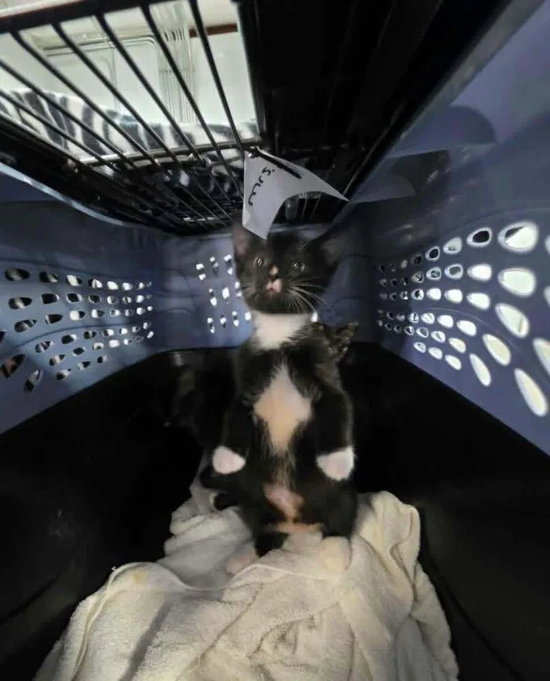 A baby small-sized female Domestic Short Hair cat named Ethel for adoption in Salisbury, NC
