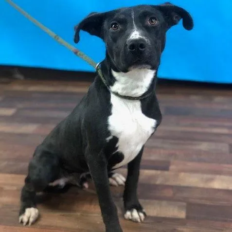 An adult medium-sized male Black Labrador Retriever dog named Ace for adoption in Weatherford, TX