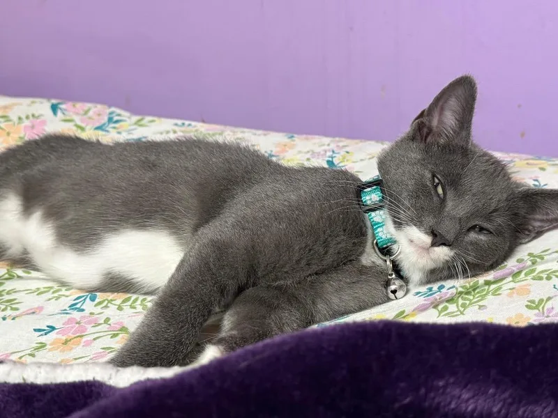 A baby small-sized male American Shorthair cat named Linus for adoption in Hagaman, NY