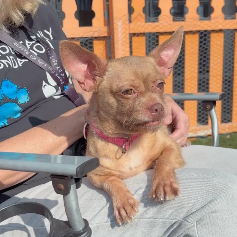 Oreille A thumbnail 2