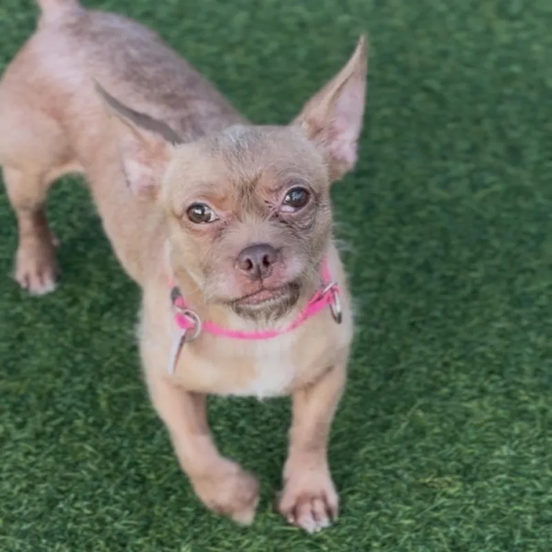 Oreille A thumbnail 3