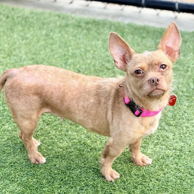 Oreille A thumbnail 5