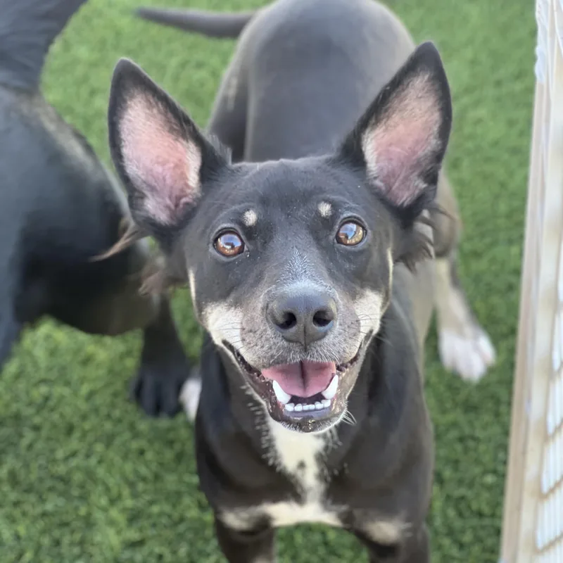 A young medium-sized female Mixed Breed dog named Ruby for adoption in Hughesville, MD