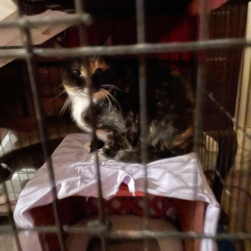 Collette Rayburn thumbnail 2