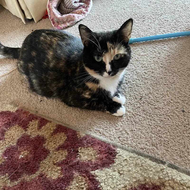 Collette Rayburn thumbnail 5