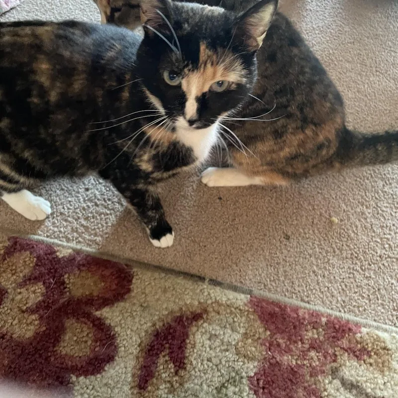 Collette Rayburn thumbnail 6