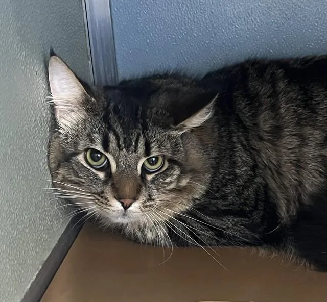 A young medium-sized male Domestic Medium Hair cat named Shiloh for adoption in Westminster, MD
