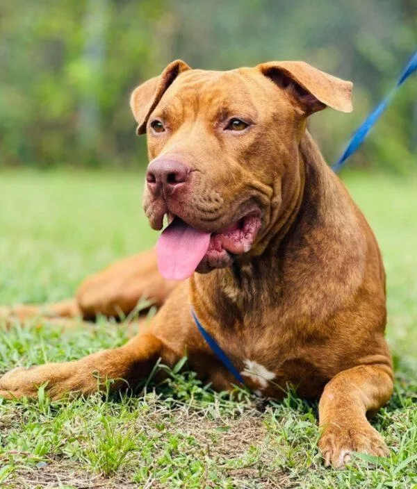 An adult large-sized female Brindle Pit Bull Terrier dog named AC "Amber" for adoption in Conyers, GA