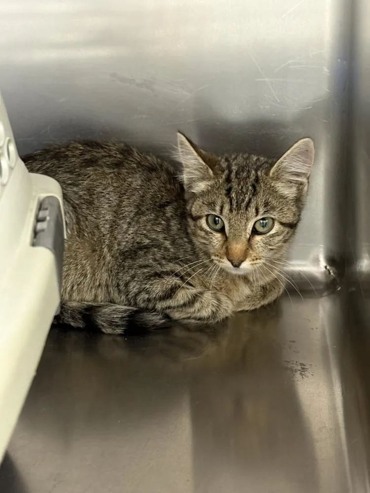A baby small-sized female Gray & White Domestic Short Hair cat named Velma for adoption in Salmon, ID
